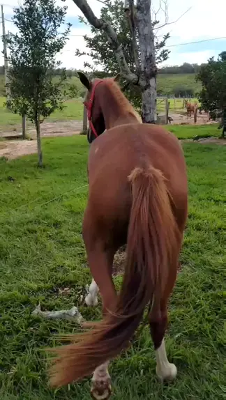 TOP TOMBOS em Cavalos - Rodeio de Colorado 2018 