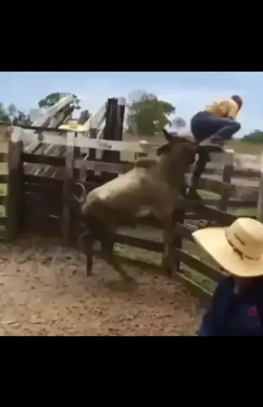 CAVALO BRAVO SAI PULANDO DANDO COICE NA CAVALGADA 