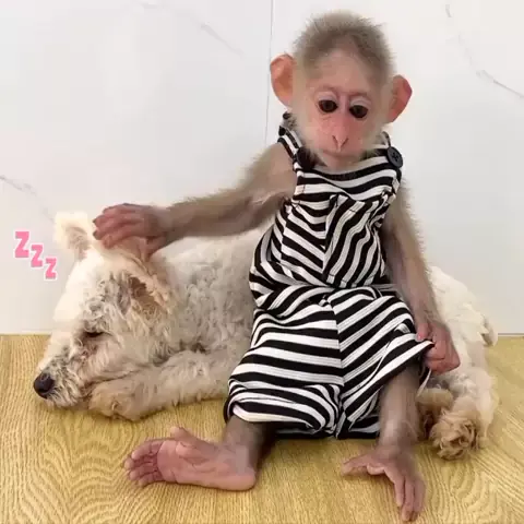 Macacos engraçados · Creative Fabrica