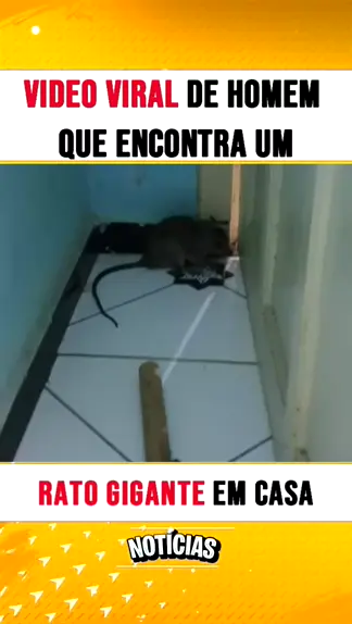 rato gigante na rua