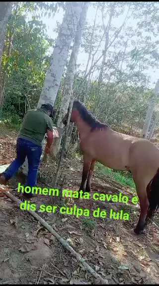 homem mata cavalo video