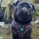 maddoxthepug
