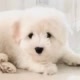 DUDE - The Coton de Tulear