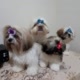Lessy , Pitty  e os babys Shih-tzu.