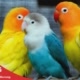 kicaulovebird
