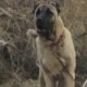trkangal.aski