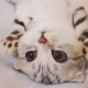 super_cutecats