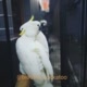 bioothe_cockatoo