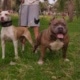 Ozzy American bully