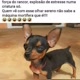 User_1587102510275 Pinscher zero