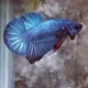 Betta Juhut05
