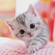 Club Pencinta Kucing Imut