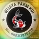 Wijaya Koi