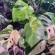 Tropical Plants
