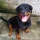 ROTTWEILER_TRAIK