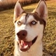 Marie - A Husky Siberian