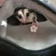 Sugarglider