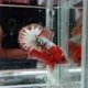 TMR_Betta_Fish