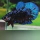 Betta Daffa369