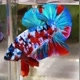 BETTA FISH FINDER