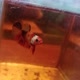 Betta fish Lampung