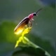 Fire Flies