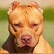 perfil dos pitbull
