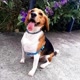 ＠doby_beagle
