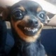 Pinscher_Loko