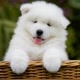 Samoyed videos