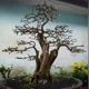 WP_bonsai