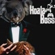 Koala Boss