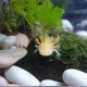 The_Axolotl