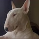 Bull Terrier.