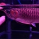 Pondok_Arowana1414