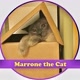 Marrone the Cat