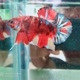 Bettafish.14