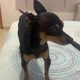 Bradpinscher