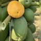 Descasque frutas