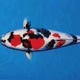 Pendot Koi Breeder