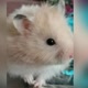 Hamster Lucuuu