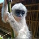 monyet langka12