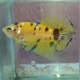 betta yellow