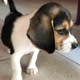 Beaglebaby