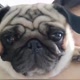 Pug Elis Regina