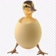 EGG de pato