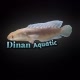 Dinan Aquatic
