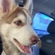 Maya, a husky