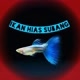 ikan hias subang
