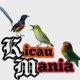 kicau mania596